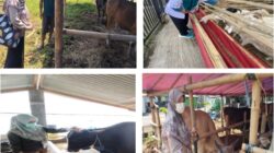DINAS PERIKANAN DAN PETERNAKAN KABUPATEN BOGOR MELAKSANAKAN PENGAWASAN DAN PEMERIKSAAN HEWAN DAN DAGING KURBAN IDUL ADHA 1446 H / 2025