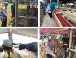 DINAS PERIKANAN DAN PETERNAKAN KABUPATEN BOGOR MELAKSANAKAN PENGAWASAN DAN PEMERIKSAAN HEWAN DAN DAGING KURBAN IDUL ADHA 1446 H / 2025